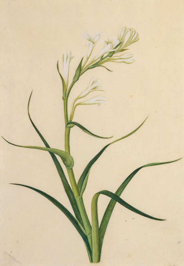 A set of seven botanical paintings | MasterArt